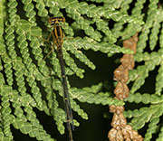 Damselfly